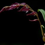 Cầu diệp nâu tía Bulbophyllum atrosanguineum