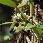 Lan lọng nhí - Bulbophyllum boulbetii