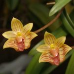 Lan lọng cuống lông - Bulbophyllum capillipes