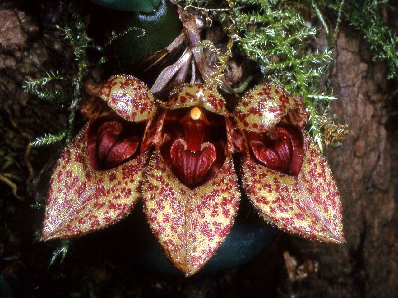 Lan lọng giầy - Bulbophyllum frostii