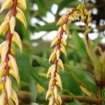 Lan lọng kim - Bulbophyllum macoroleum