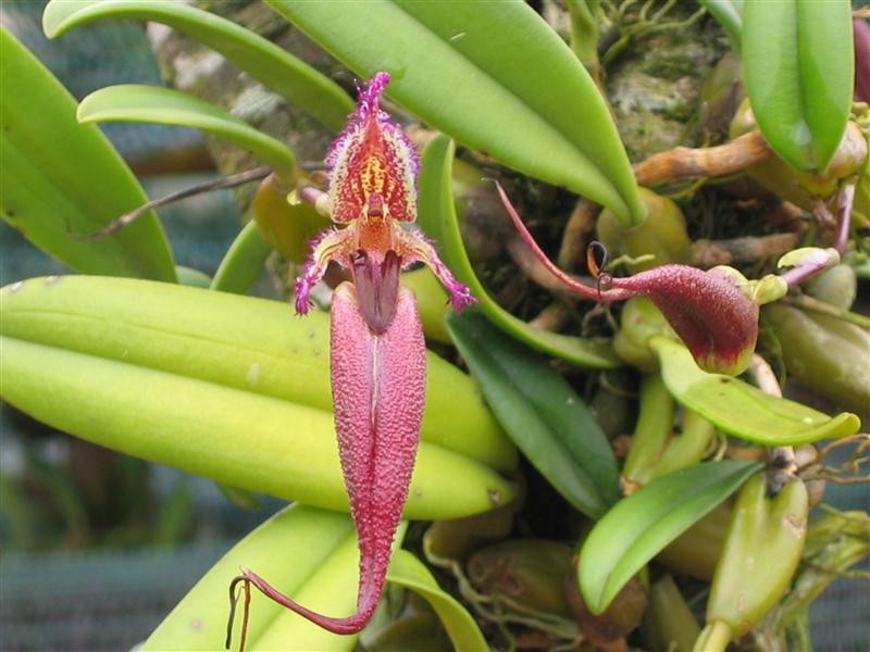  Lan lọng hoa khuyết - Bulbophyllum paraemarginatum