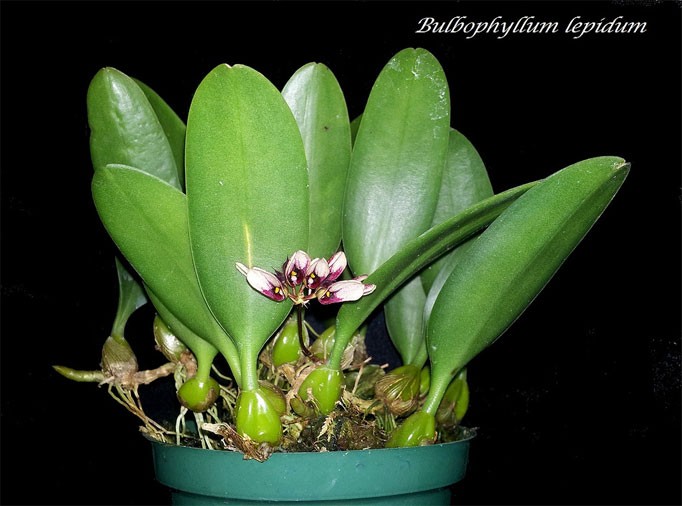 Lan lọng tím - Bulbophyllum lepidum