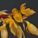 Lan lọng buông thõng - Bulbophyllum rufinum
