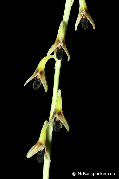 Lan lọng lệch - Bulbophyllum secundum