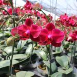 Cách trồng các loại giống Hồ điệp - Phalaenopsis
