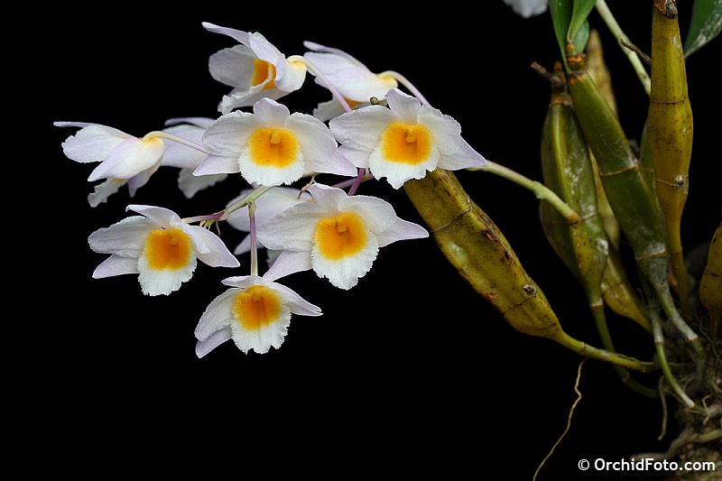 Thủy tiên trắng - Dendrobium farmeri