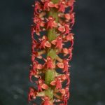 Lan lá dơn đỏ - Oberonia rufilabris