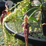 Lan long chuột - Bulbophyllum putidum