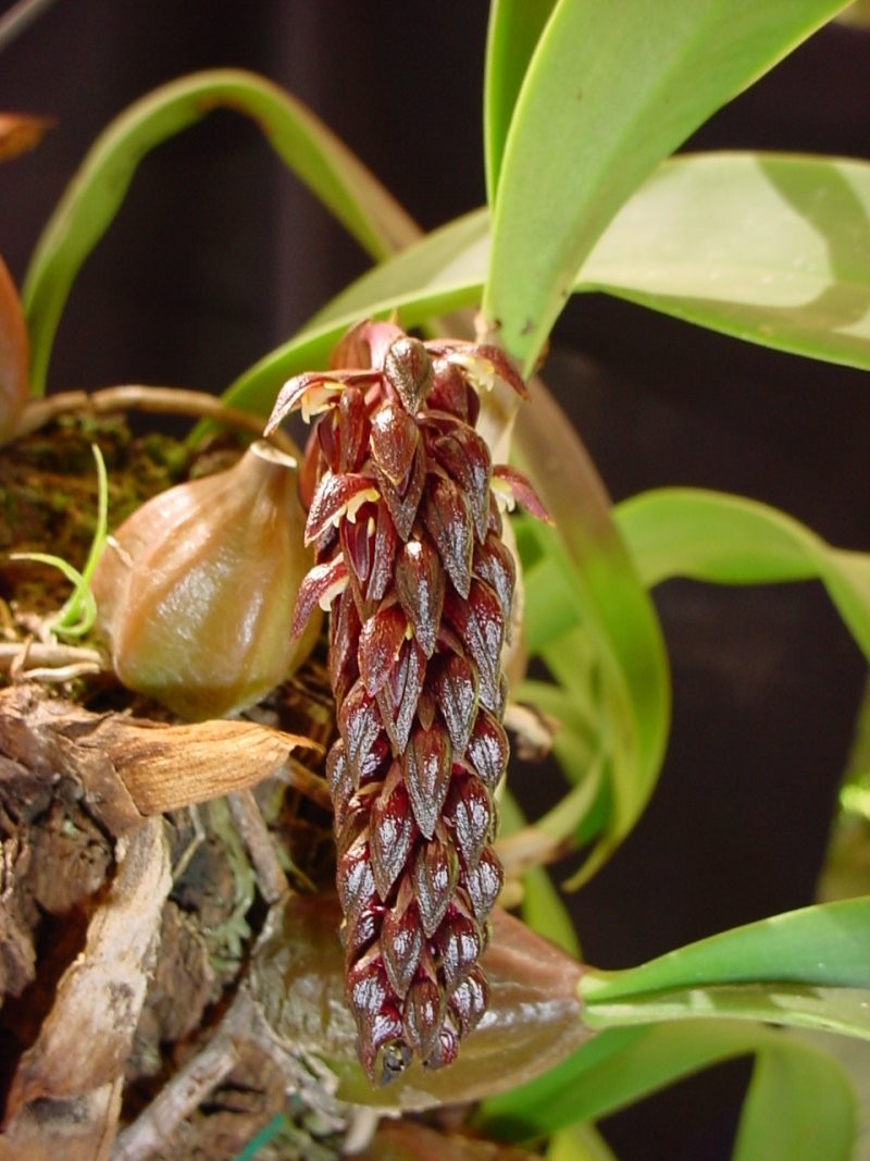 Lan lọng hoa dày - Bulbophyllum careyanum