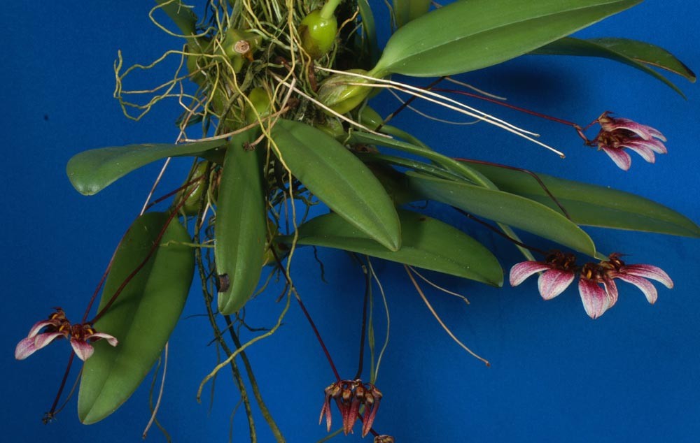 Lan lọng tím - Bulbophyllum lepidum