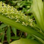 Lan tai dê nến - Liparis viridiflora