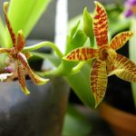 Phalaenopsis cornu-cervi.