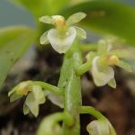 Lan túi hoa xanh - Saccolabiopsis viridiflora