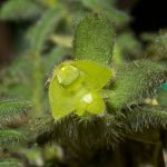 Lan lá nhung nhỏ - Trichotosia microphylla