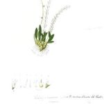 Bulbophyllum arcuatilabium
