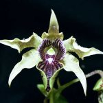 Dendrobium atroviolaceum - Hoàng Thảo tím sẫm