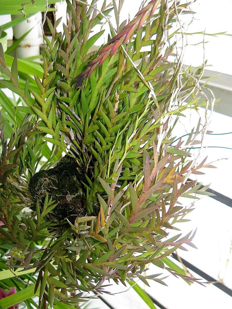 Hoàng thảo lá cong - dendrobium acinaciforme