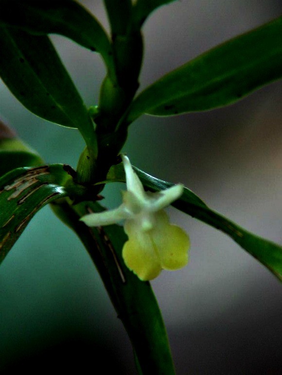 Dendrobium barisanum